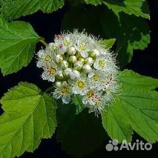 Пузыреплодник