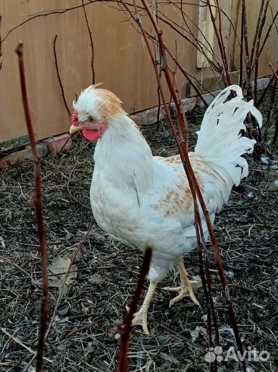 Куры петухи