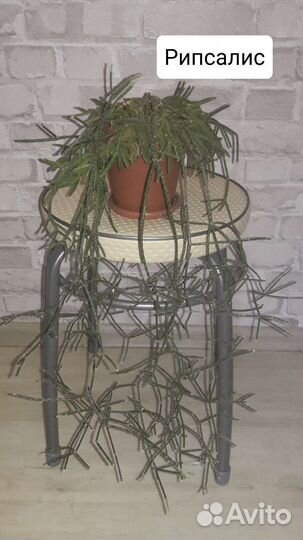 Домашние горшечные растения