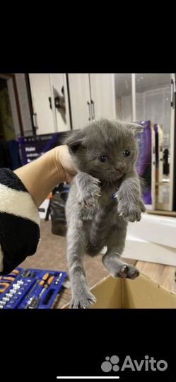 Британский кот на вязку(ищем кошечку)