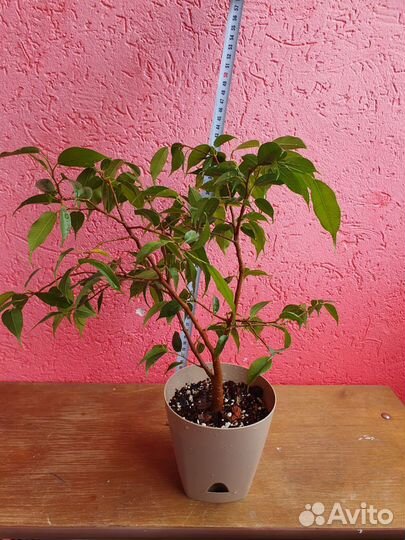 Фикус бенджамина