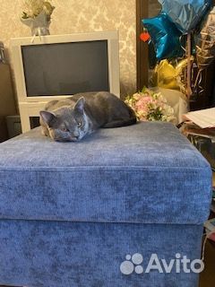 Вязка котов Шартрез