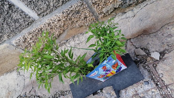 Перец комнатный острый