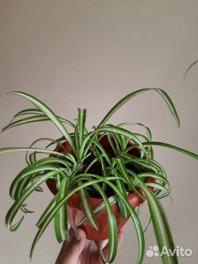 Хлорофитум кудрявый