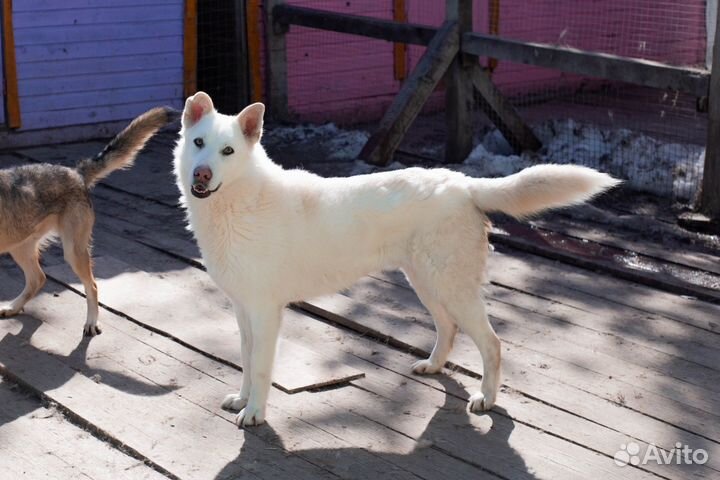 Мишка ищет дом