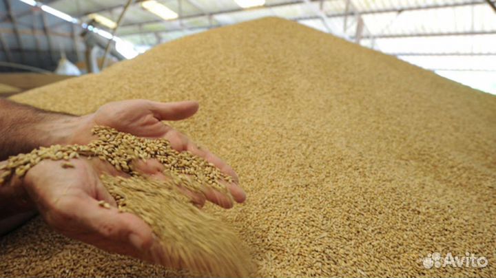 Зерно пшеница ячмень