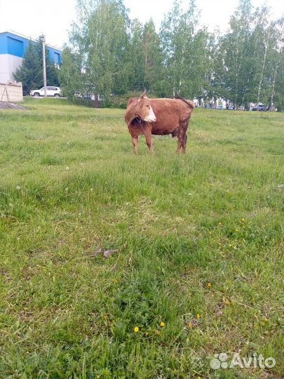 Корова дойная