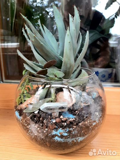 Флорариум с суккулентами