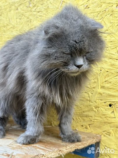 Кот, кошка, коты, котята из приюта