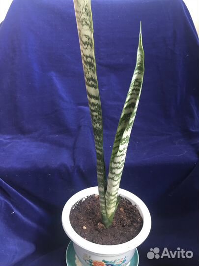 Растение Сансевьера