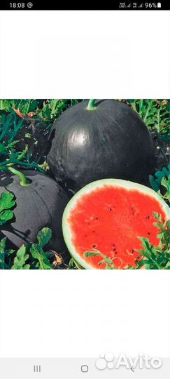 Семена арбуза 