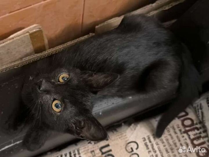 Котенок-девочка в добрые руки