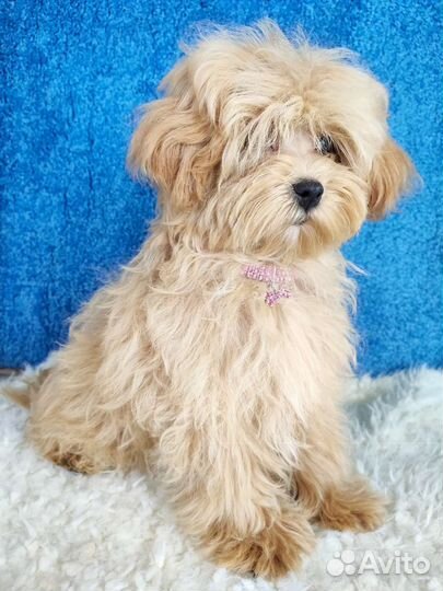 Вкусная карамелька мальтипу с документами