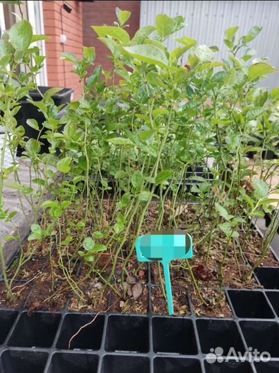 Саженцы голубики