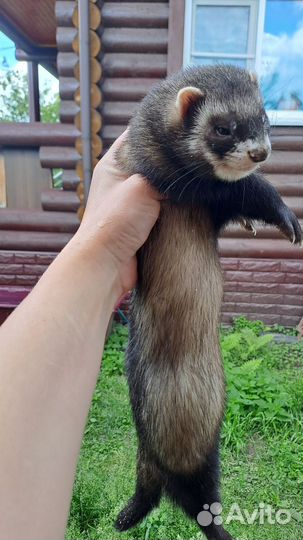 Хорек
