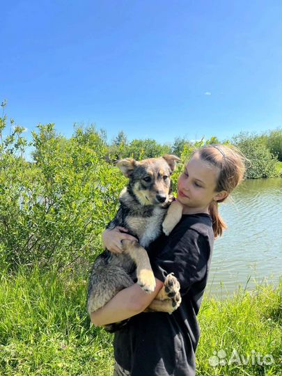 Не собачка,а прелесть