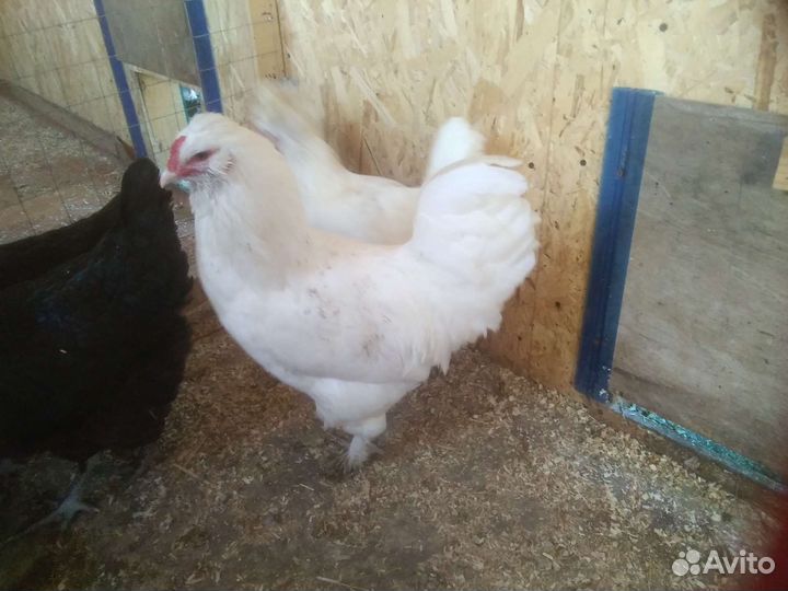 Петухи Виандот, Русская хохлатая, Борковская