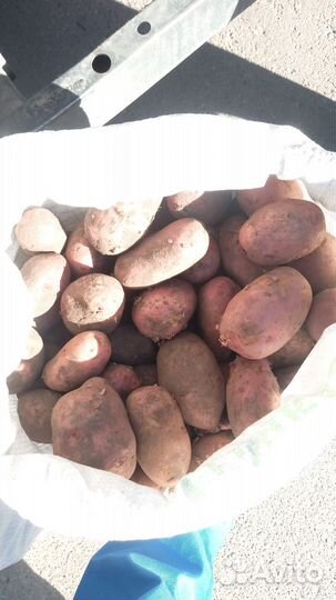 Картофель жёлтый крупный