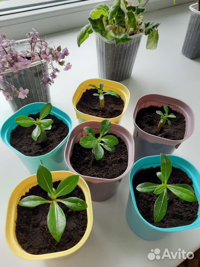 Комнатные цветы адениум