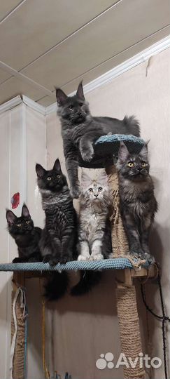 Мейн-кун полидакты бронирование