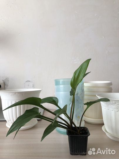 Комнатное растение Дримиопсис