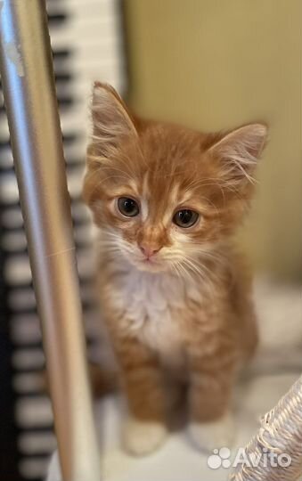 Солнечный Симба ищет дом