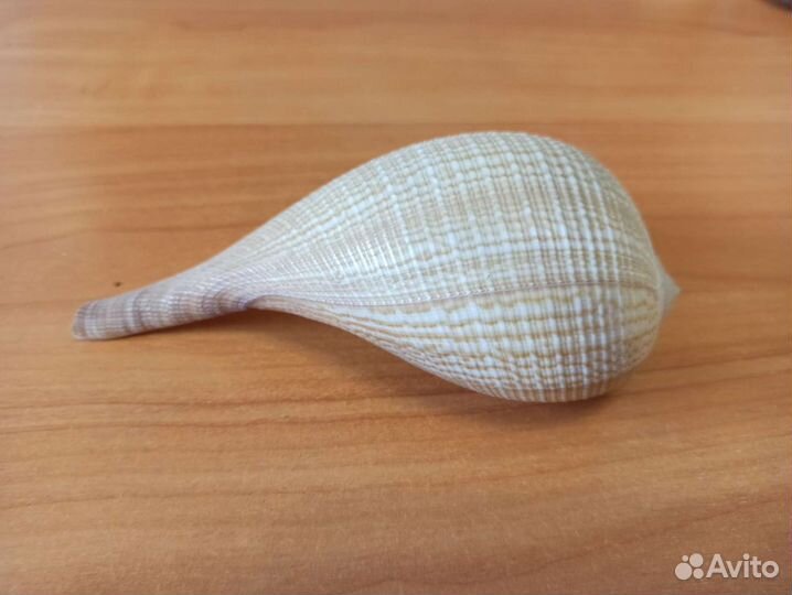 Морская раковина