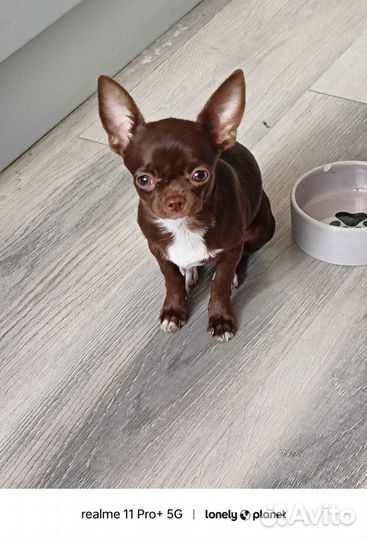 Чихуахуа мини
