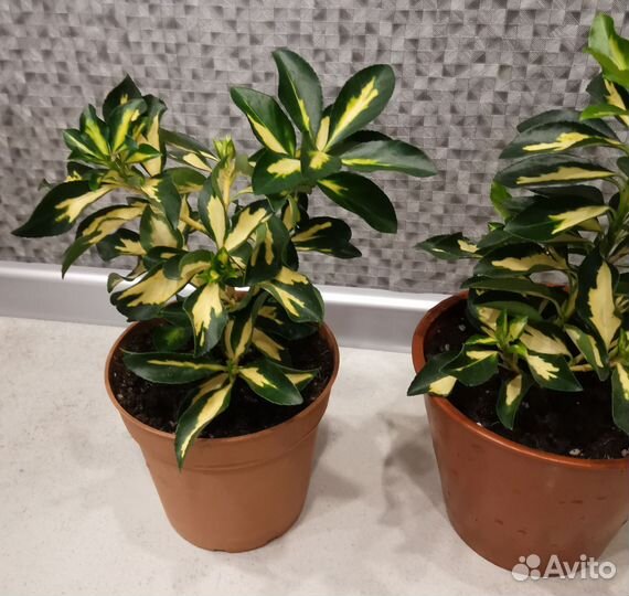 Бересклет японский