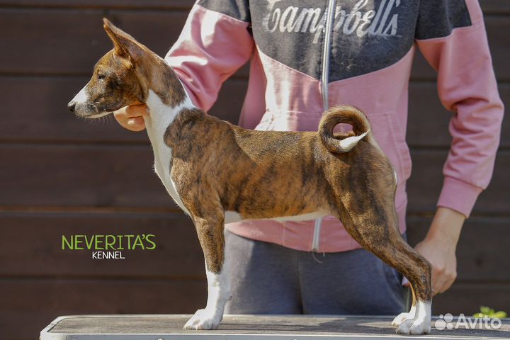 Басенджи щенки