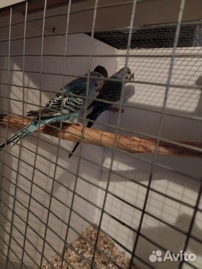 Птенцы волнистый попугай