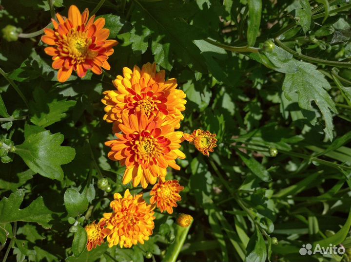 Хризантема летняя, цветущая