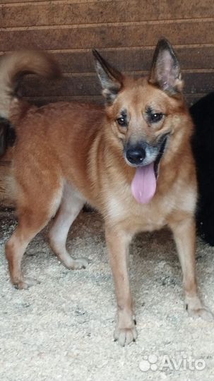 Собака Шурик в добрые руки