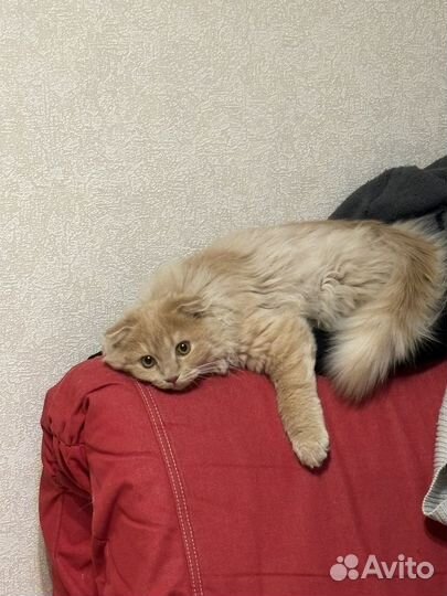 Шотланский вислоухий котенок