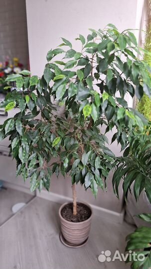 Замиокулькас