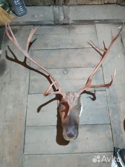 Чучело головы оленя