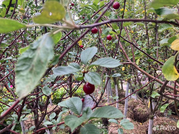 Саженцы плодовых растений с доставкой