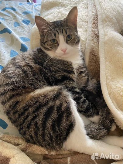 Котик Барсик