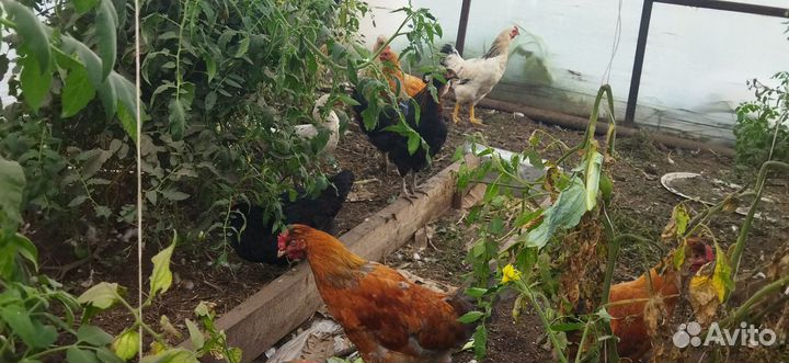 Куры молодки