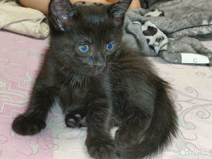 Котята в добрые руки 1,5