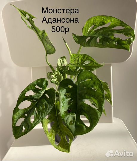 Монстера Адансона