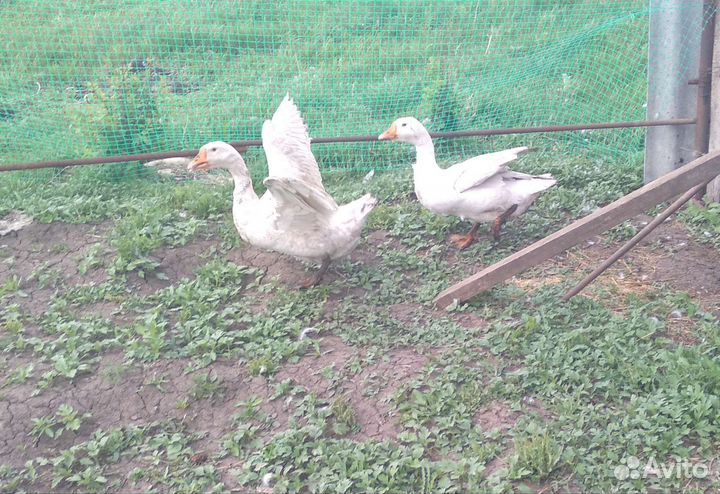 Семья гусей