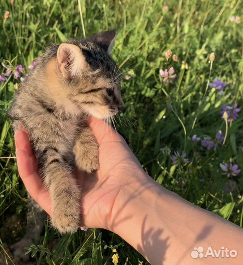 Полосатый котенок девочка