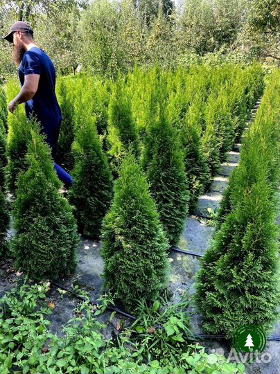 Туя крупномер для живой изгороди