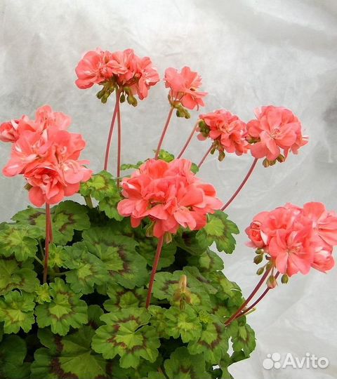 Пеларгония сортовая нежнейшая