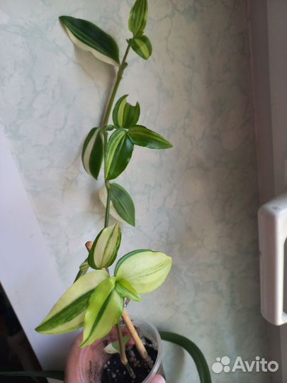 Традесканция 3 вида