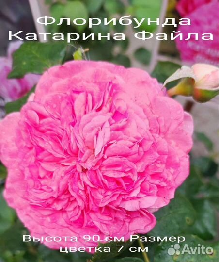 Саженцы Роз