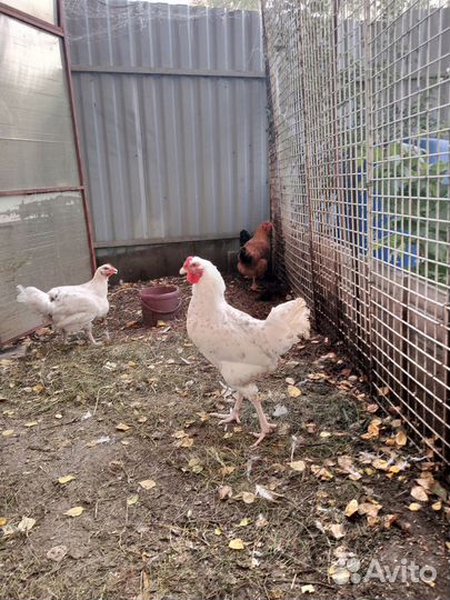Продается петух