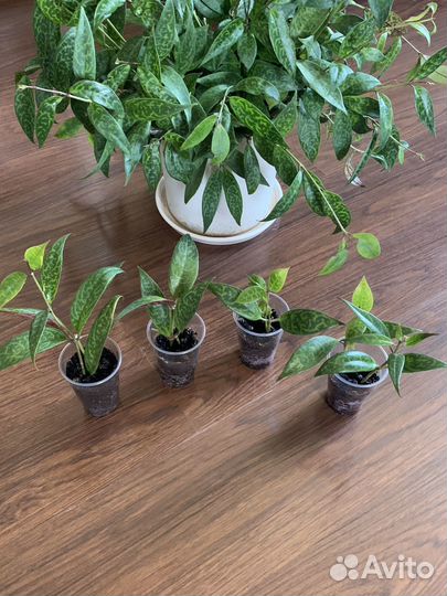 Эсхинантус мраморный