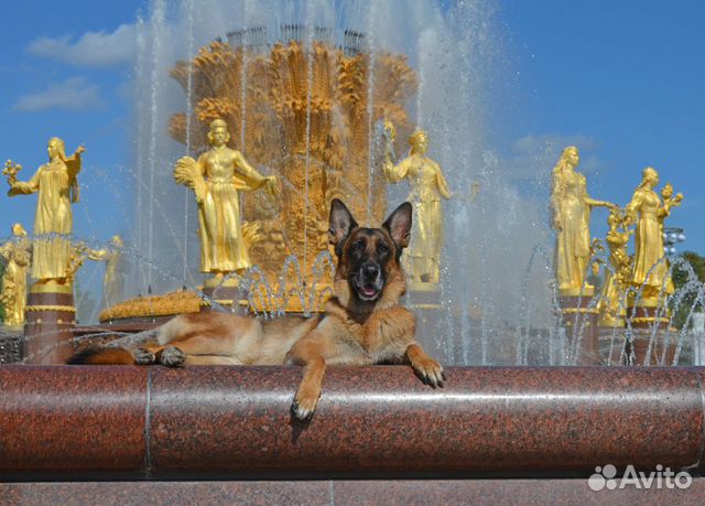 Дрессировка собак кинолог